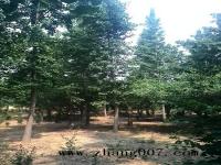银杏树_价格_图片_产地_最新行情
